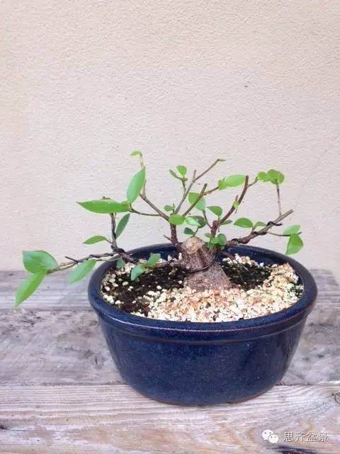 图解 人参榕树盆景的根太丑了 怎么修剪