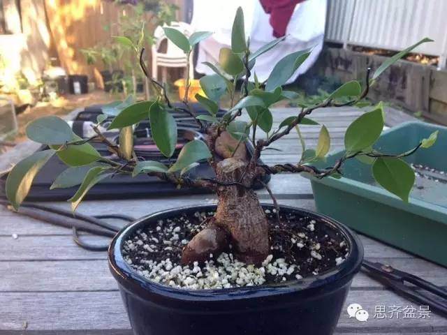 图解 人参榕树盆景的根太丑了 怎么修剪