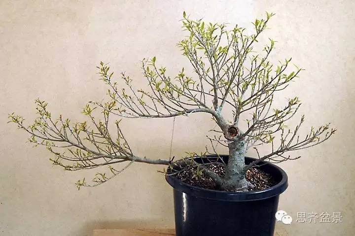 成长日记 | 精品柳叶榕盆景的培育历程