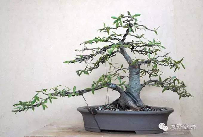 图解 柳叶榕树盆景怎么培育制作的过程