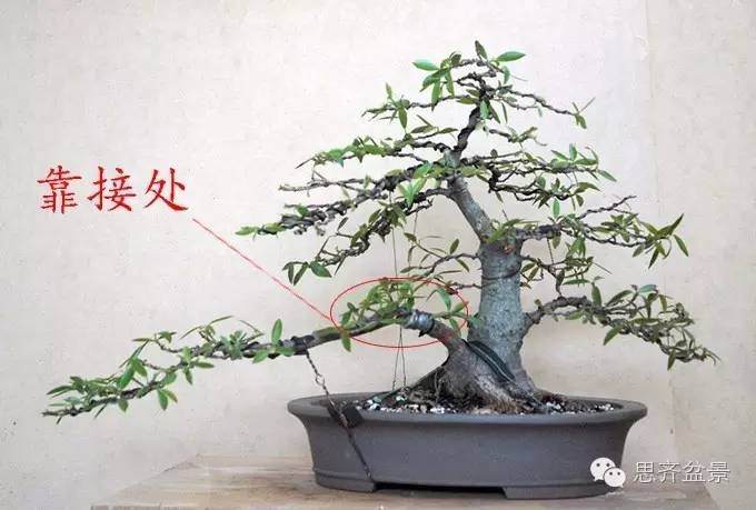 图解 柳叶榕树盆景怎么培育制作的过程