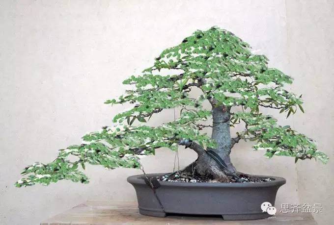 图解 柳叶榕树盆景怎么培育制作的过程