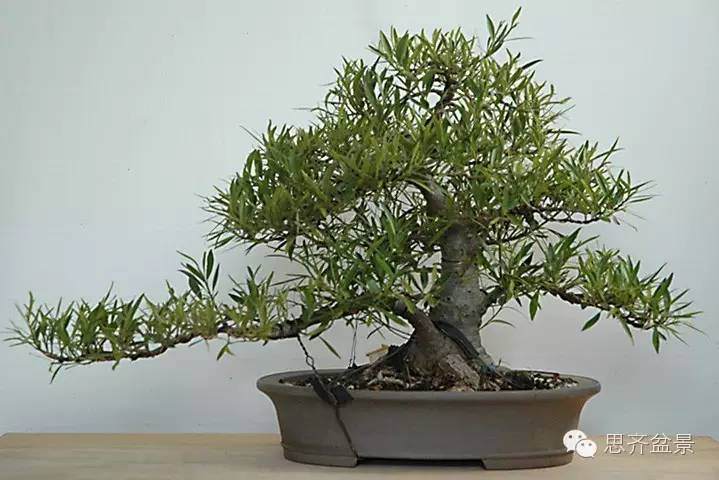 图解 柳叶榕树盆景怎么培育制作的过程