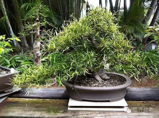 图解 柳叶榕树盆景怎么培育制作的过程