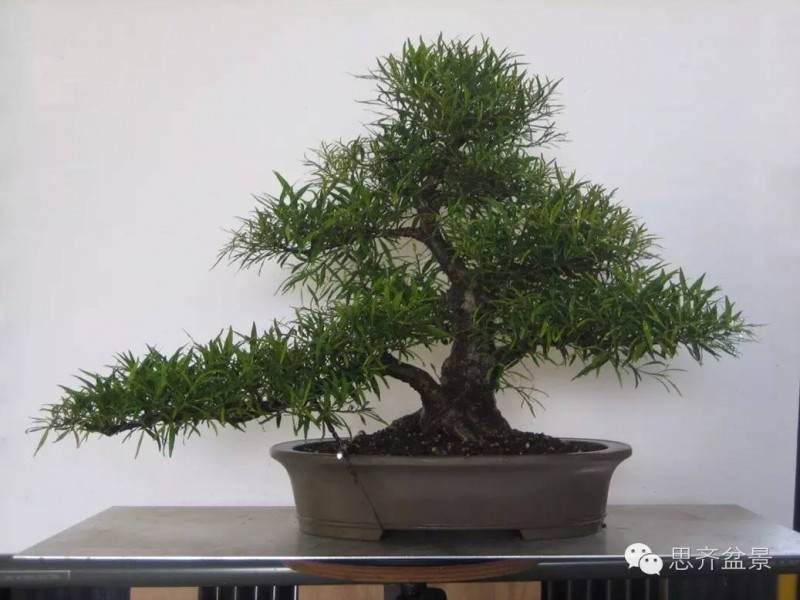 图解 柳叶榕树盆景怎么培育制作的过程