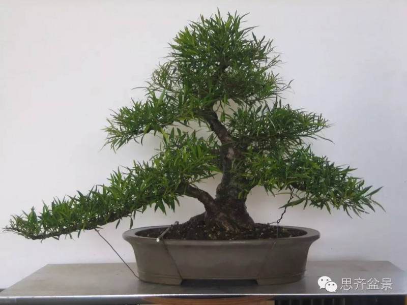 图解 柳叶榕树盆景怎么培育制作的过程