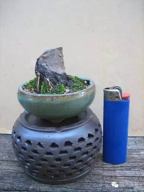 图解 榆树根块怎么制作成小矮霸盆景