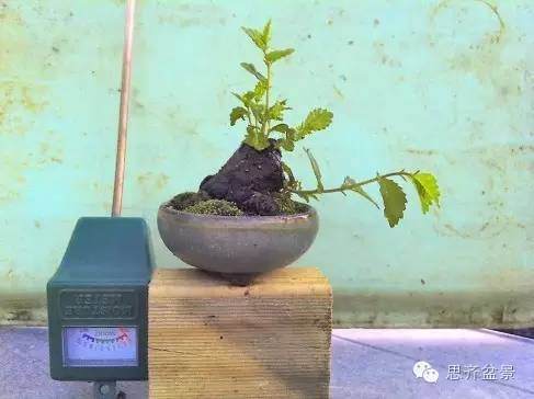 图解 榆树根块怎么制作成小矮霸盆景