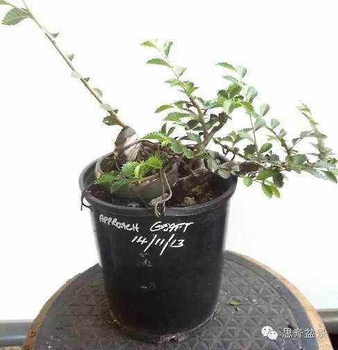 图解 榆树根块怎么制作成小矮霸盆景