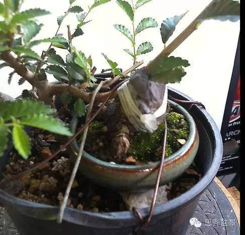 图解 榆树根块怎么制作成小矮霸盆景