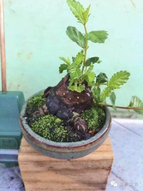 图解 榆树根块怎么制作成小矮霸盆景