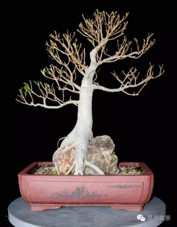 成长日记 | 抱石榕树盆景的改做记录