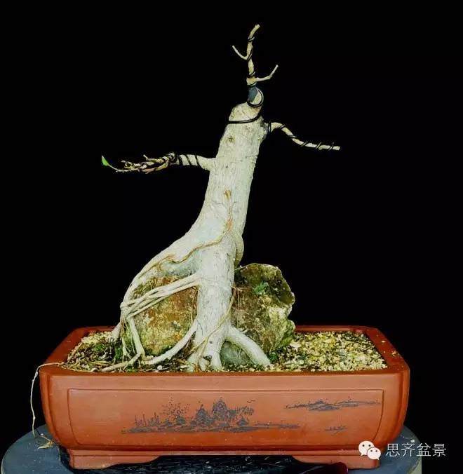 图解 抱石榕树盆景怎么修剪的记录过程