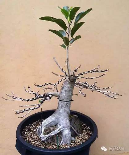 图解 抱石榕树盆景怎么修剪的记录过程