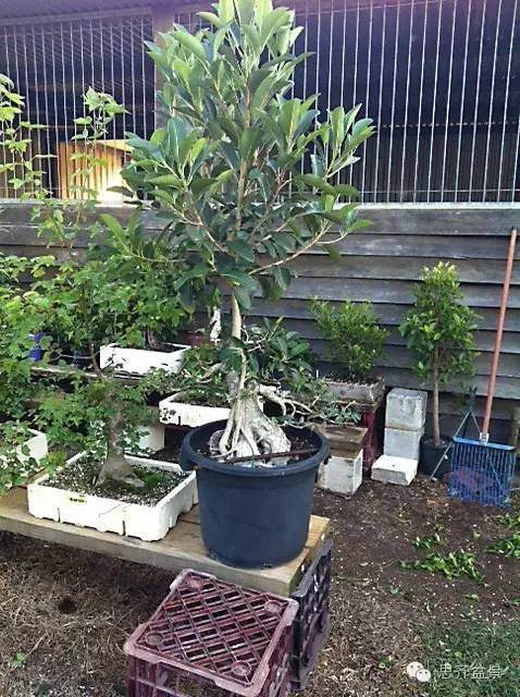 图解 抱石榕树盆景怎么修剪的记录过程