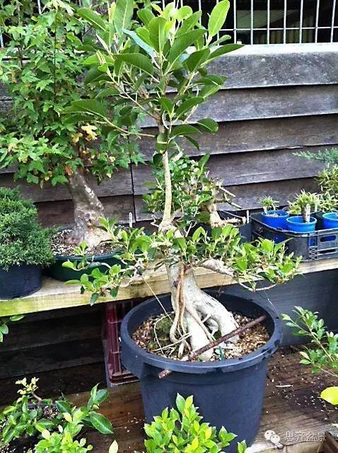 图解 抱石榕树盆景怎么修剪的记录过程