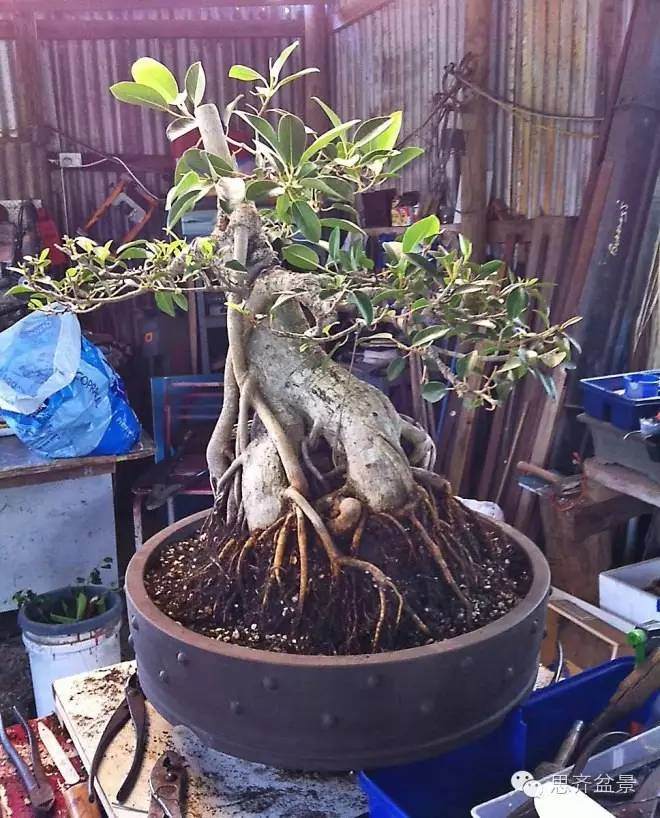 图解 抱石榕树盆景怎么修剪的记录过程