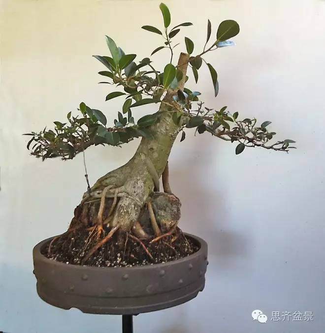 图解 抱石榕树盆景怎么修剪的记录过程