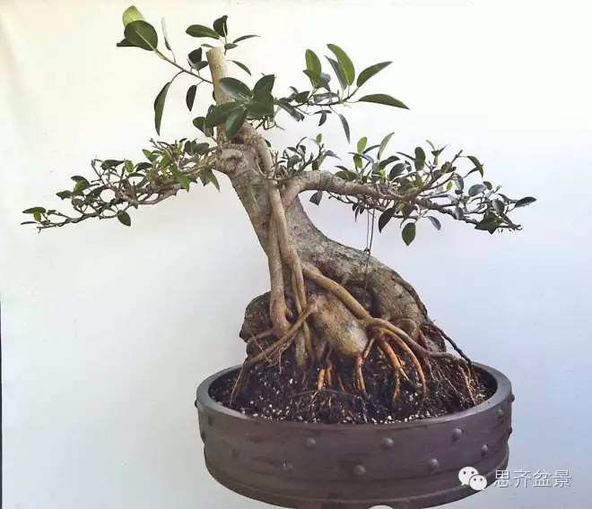 图解 抱石榕树盆景怎么修剪的记录过程