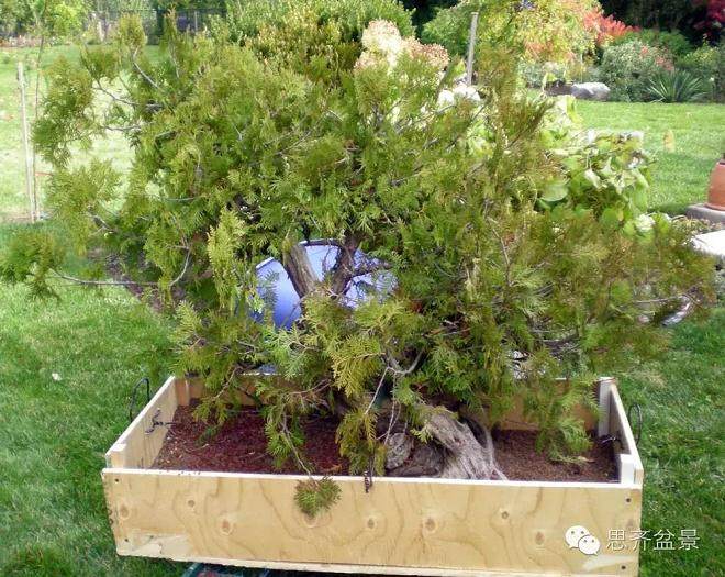 图解 柏树下山桩怎么制作盆景的方法