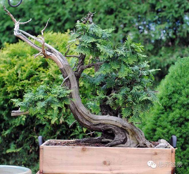图解 柏树下山桩怎么制作盆景的方法
