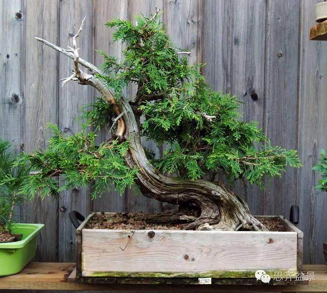 图解 柏树下山桩怎么制作盆景的方法