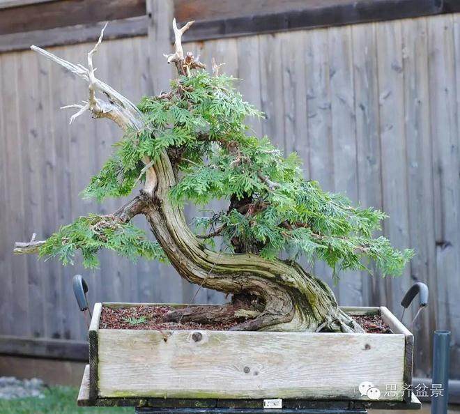 图解 柏树下山桩怎么制作盆景的方法