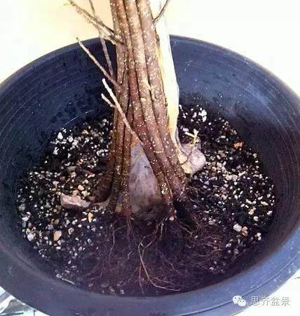 盆景学堂 | 榕树盆景的另一种玩法——合体拼栽