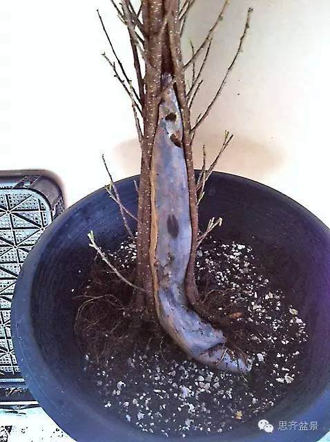 图解 夏天榕树盆景怎么合体拼栽的方法