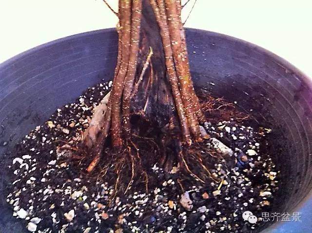 图解 夏天榕树盆景怎么合体拼栽的方法