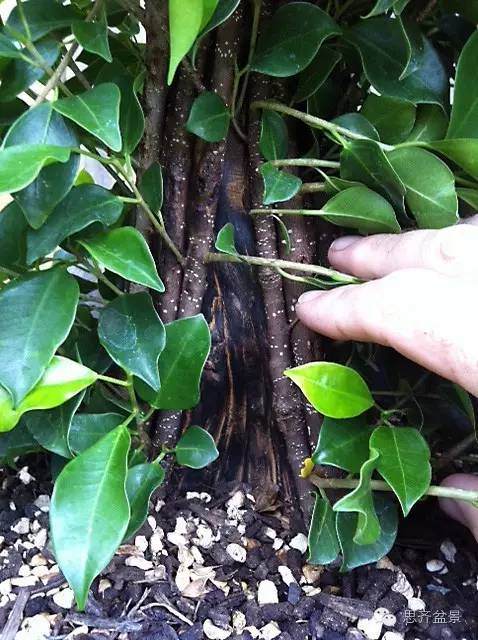 图解 夏天榕树盆景怎么合体拼栽的方法