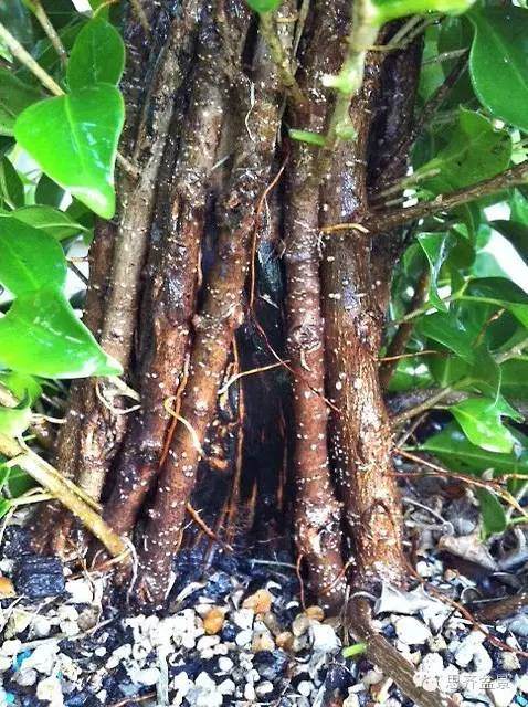 图解 夏天榕树盆景怎么合体拼栽的方法