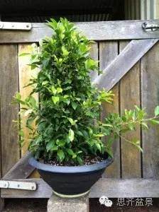 图解 夏天榕树盆景怎么合体拼栽的方法