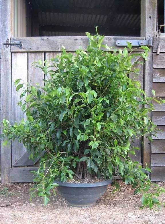 图解 夏天榕树盆景怎么合体拼栽的方法