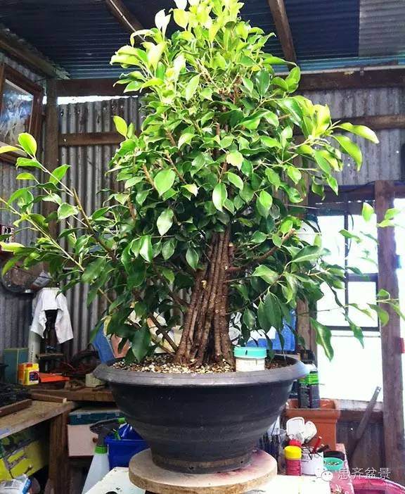 图解 夏天榕树盆景怎么合体拼栽的方法