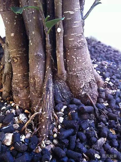 图解 夏天榕树盆景怎么合体拼栽的方法