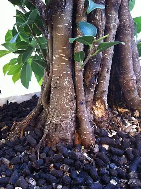 图解 夏天榕树盆景怎么合体拼栽的方法
