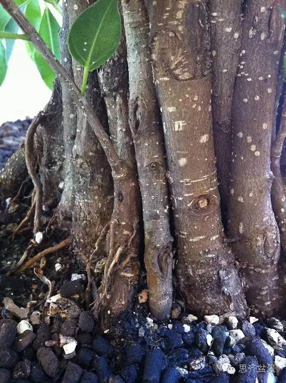 图解 夏天榕树盆景怎么合体拼栽的方法