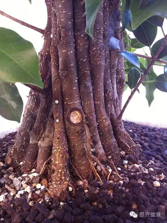 图解 夏天榕树盆景怎么合体拼栽的方法