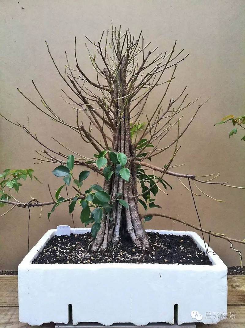 图解 夏天榕树盆景怎么合体拼栽的方法