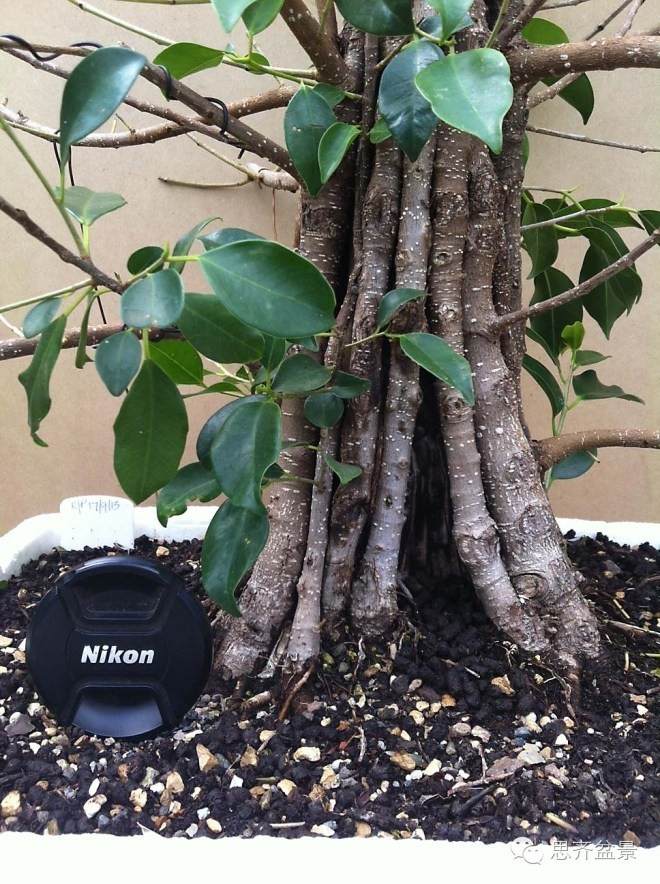 图解 夏天榕树盆景怎么合体拼栽的方法
