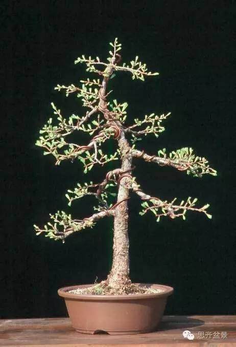 成长日记 | 落叶松盆景的18年坎坷心路历程