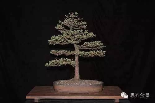 图解 落叶松盆景的18年坎坷心路历程
