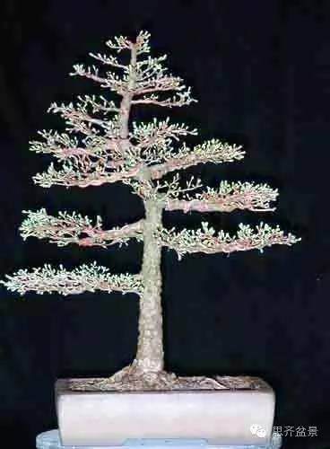 图解 落叶松盆景的18年坎坷心路历程