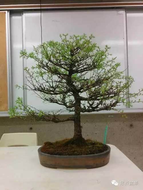 图解 落叶松盆景的18年坎坷心路历程