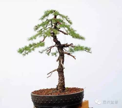 图解 落叶松盆景的18年坎坷心路历程