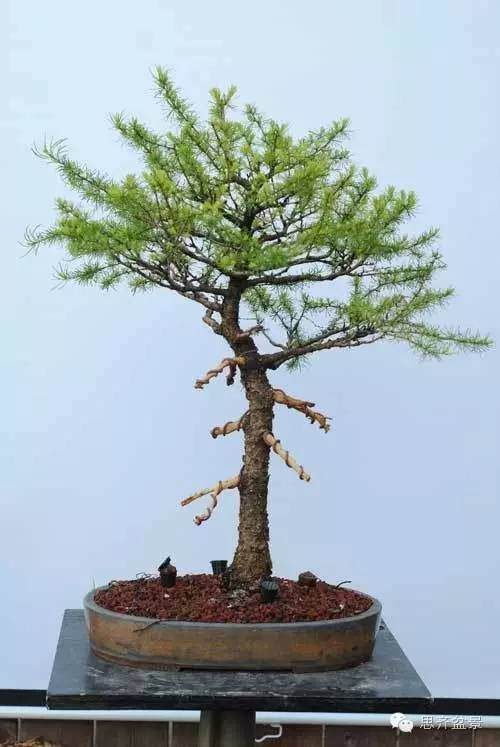 图解 落叶松盆景的18年坎坷心路历程