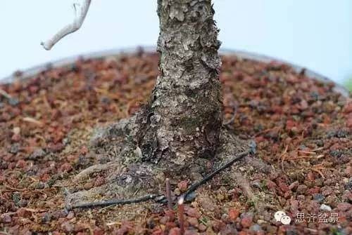 图解 落叶松盆景的18年坎坷心路历程