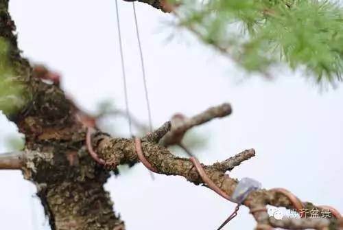 图解 落叶松盆景的18年坎坷心路历程