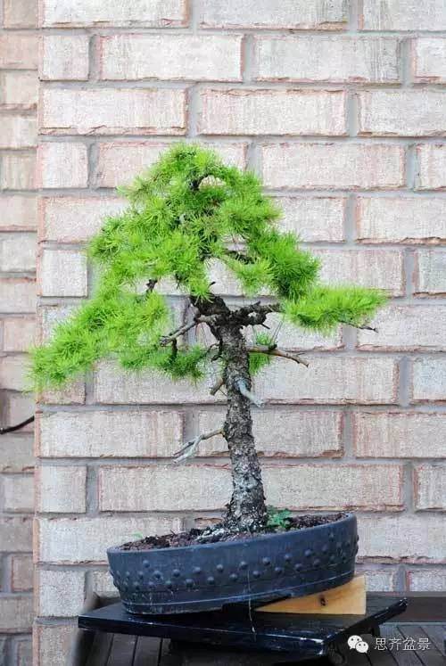 图解 落叶松盆景的18年坎坷心路历程